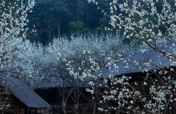 Plum flower in Ta Van Chu